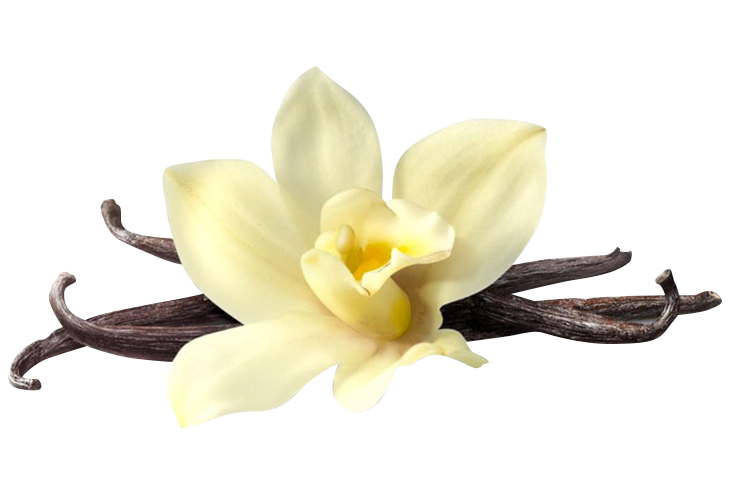 vanilla flower